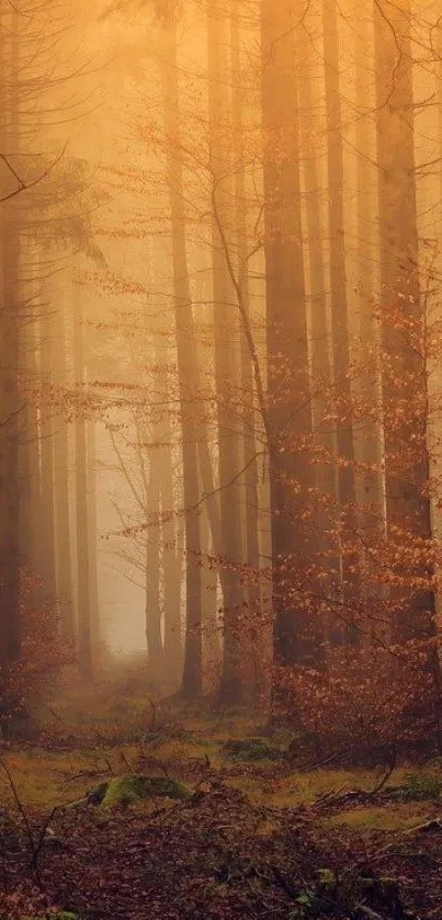 Autumn forest wallpaper with misty trees and warm amber glow.