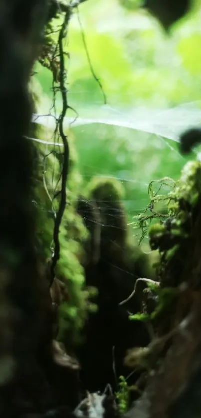 Close-up of mossy forest scene with sunlight and greenery.