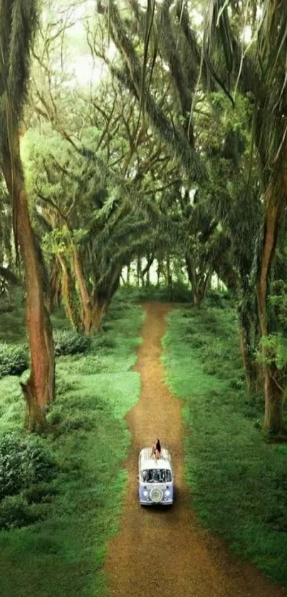 A vintage car travels down a lush forest path surrounded by towering trees.