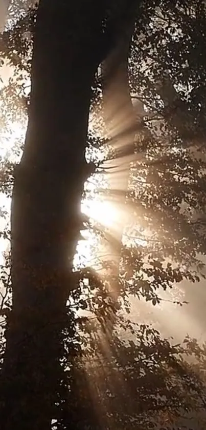 Sunlight streaming through forest trees creating a magical ambiance.