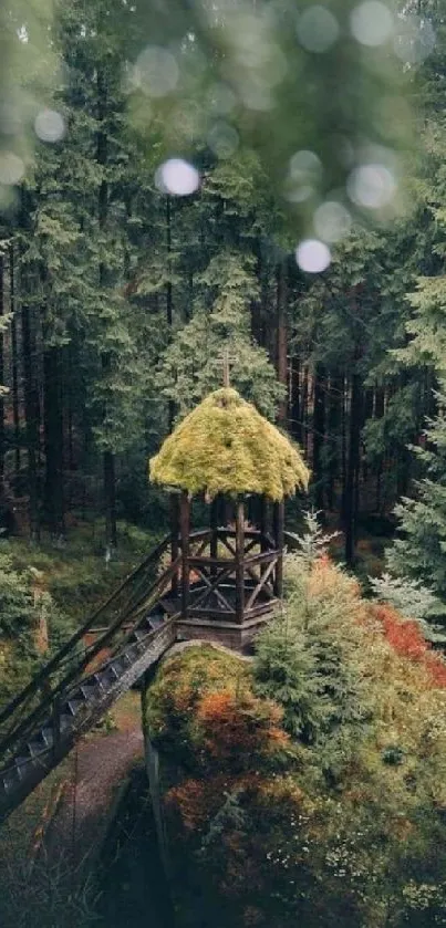 Aerial view of a lush forest with a small, rustic hut in the center.