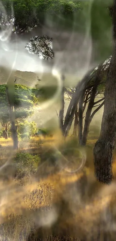 Misty forest scene with trees and sunlight.