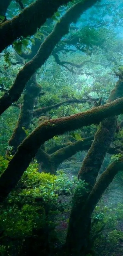 Teal green forest with twisted tree branches in a mystical setting.