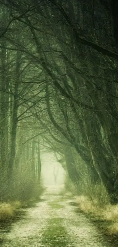 Mystical forest path mobile wallpaper with lush trees and a serene atmosphere.