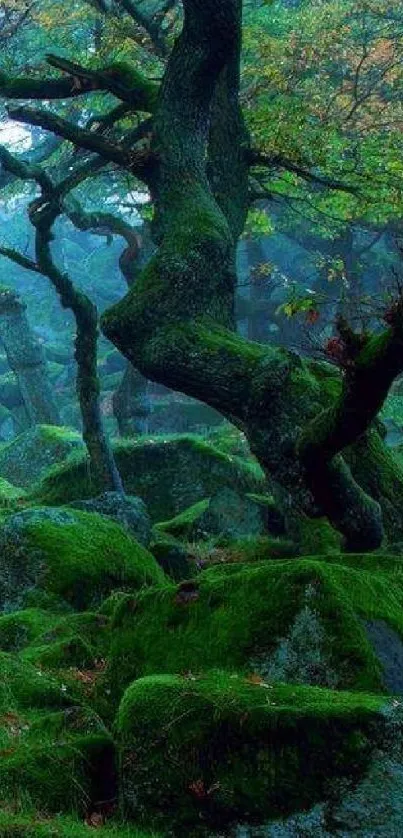 Wallpaper of twisted trees and mossy rocks in a mystical forest.