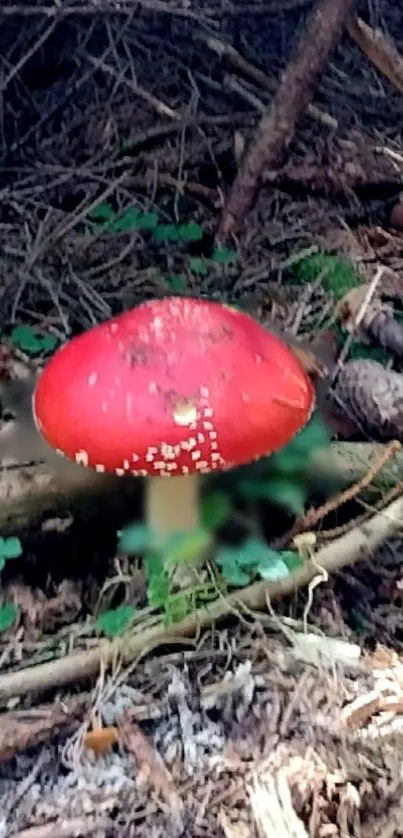 Bright red mushroom in a dense forest setting.