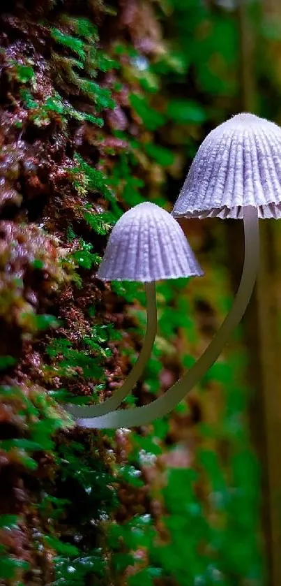 Close-up of mushrooms on green moss in a forest setting.