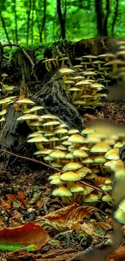 Cluster of mushrooms on a forest floor with green foliage.