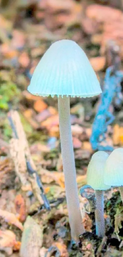 Delicate mushrooms in an enchanting forest setting mobile wallpaper.