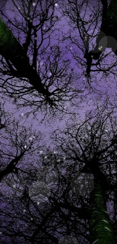 Silhouetted forest trees against a purple night sky.