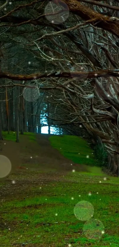 Enchanted forest path with winding trees and green grass.