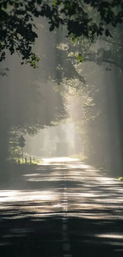 Sunlit forest path with dappled sunlight through trees.