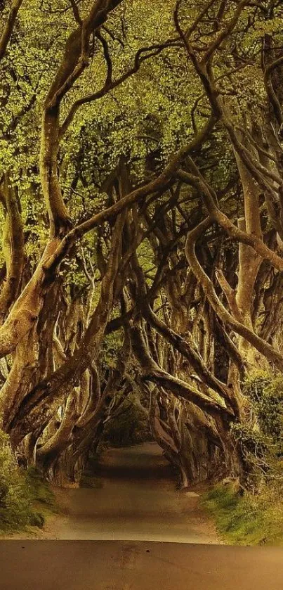 Enchanted forest path with twisting trees forming a natural canopy.