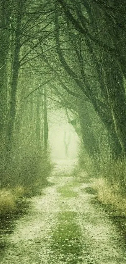 Enchanting forest path with lush green trees and misty atmosphere.