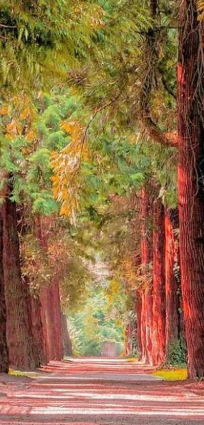 Path through a lush green forest with tall trees.