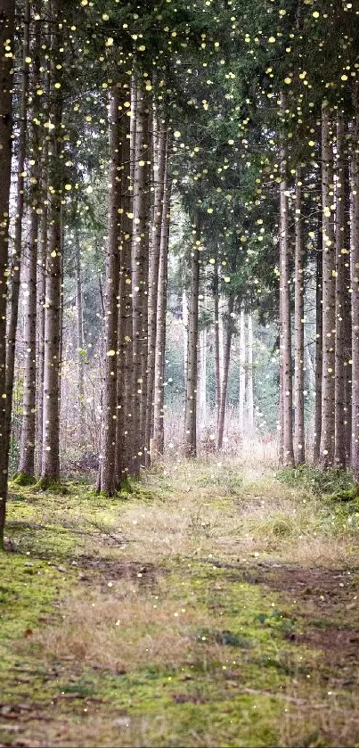 Enchanted forest path with glowing lights and tall trees, creating a magical scene.