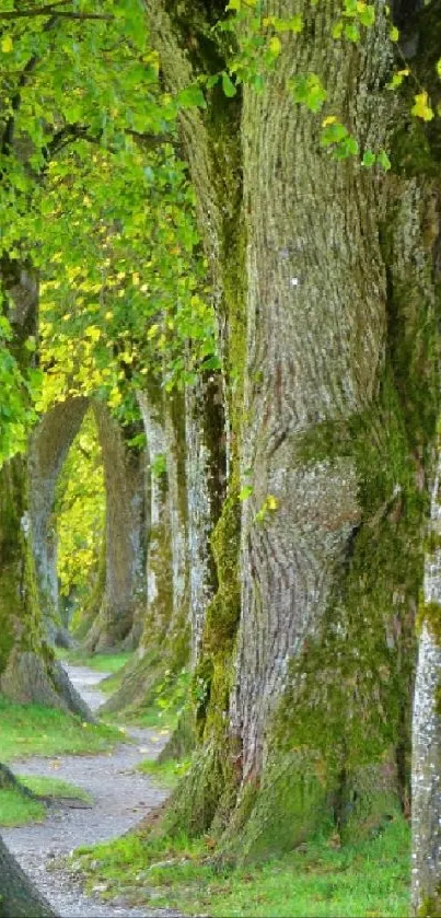 Enchanting pathway through dense forest trees.