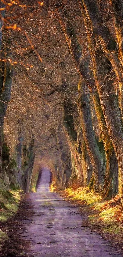 Sunlit forest pathway with autumn trees.