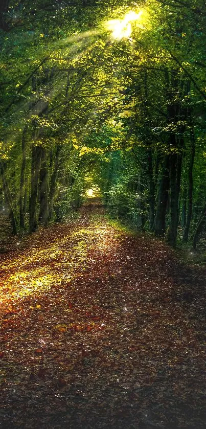 Forest pathway with sunlight streaming through lush green trees.