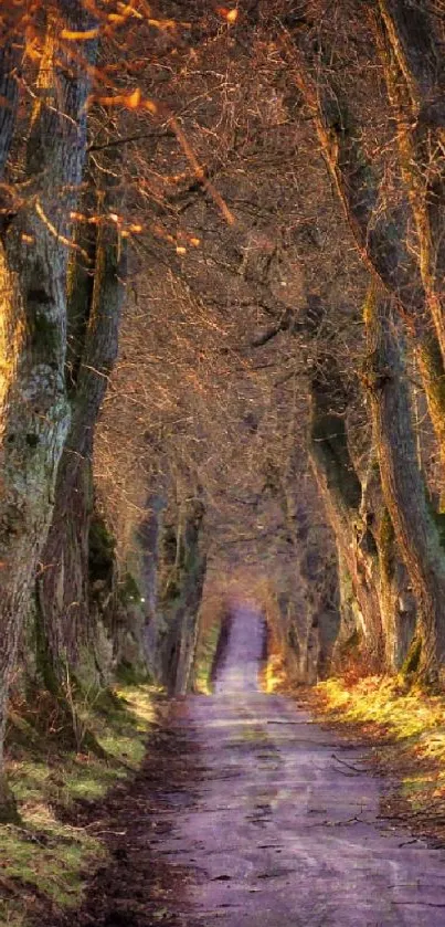 Sunlit forest path with towering trees and a serene natural ambiance.