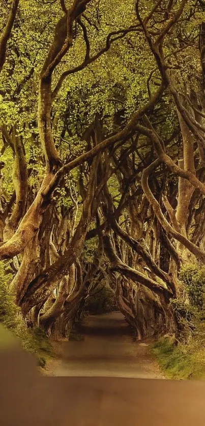 Enchanting forest tree tunnel with lush greenery.