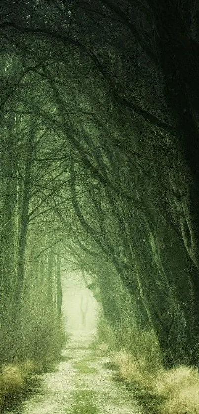 Enchanting forest pathway mobile wallpaper with serene green hues.