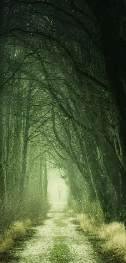 A mystical forest pathway with dark trees and green lighting.