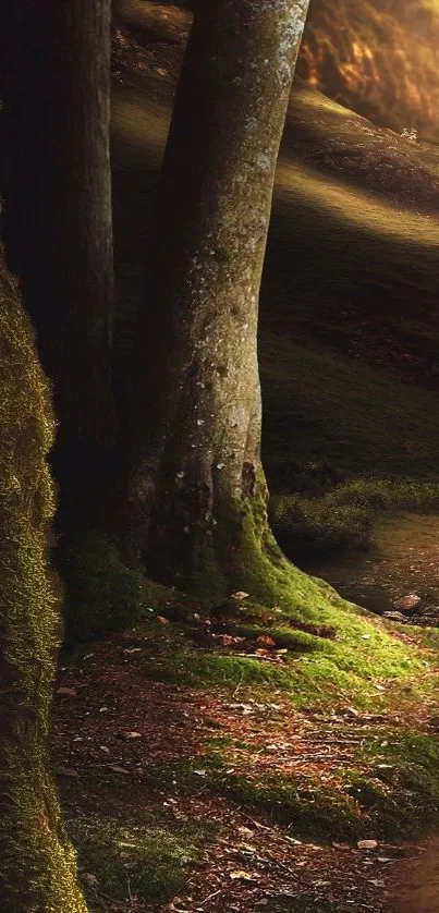 Enchanting forest path with tree trunks and mossy ground.