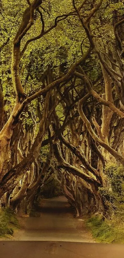 Enchanted forest pathway with twisted trees in natural arch.