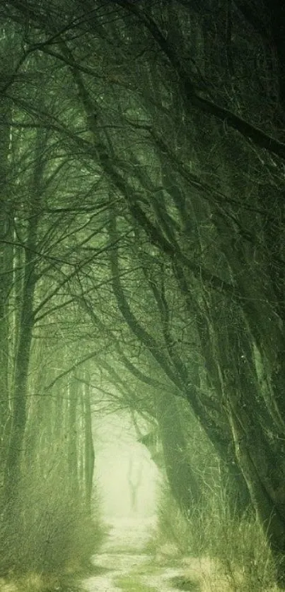 A serene forest pathway surrounded by towering green trees.