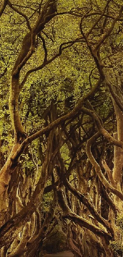 Twisting trees form a mystical forest path with lush green leaves.