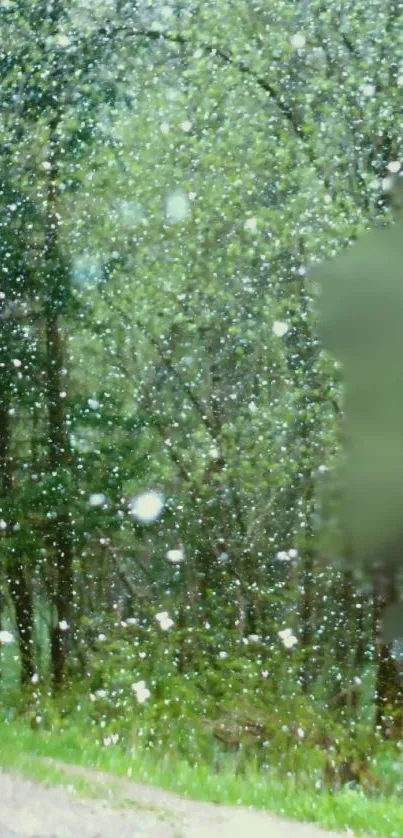 Enchanted forest with rain and greenery, creating a peaceful atmosphere.