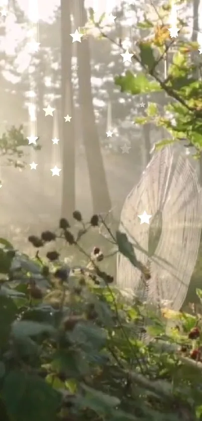 Sunlight filters through trees in an enchanted forest, illuminating a spider web.