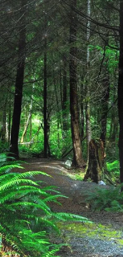 Lush green forest trail with towering trees.