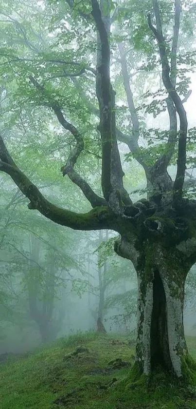 Misty forest with an ancient tree amid lush green foliage.