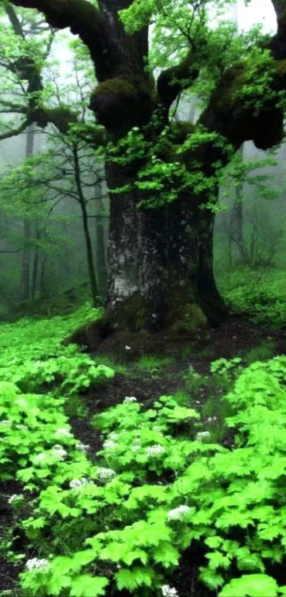 Lush green forest with enchanted tree in misty setting.