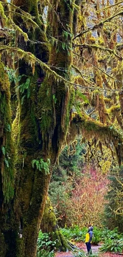 Serene mossy forest path mobile wallpaper.