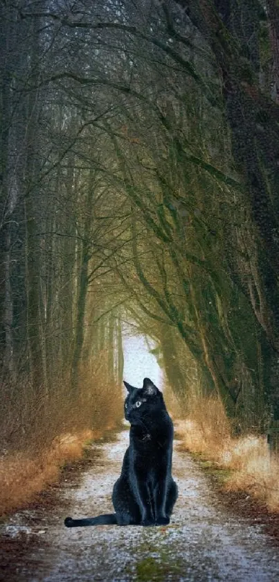 Dark forest path with a lone wolf.