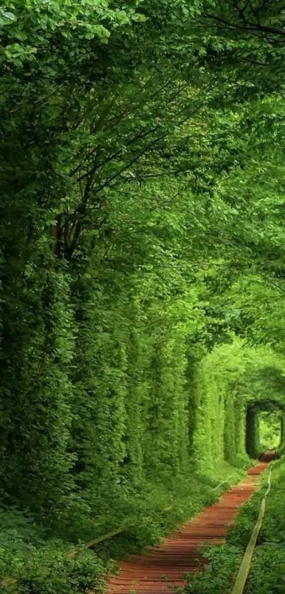 Wallpaper featuring a lush green tree tunnel.