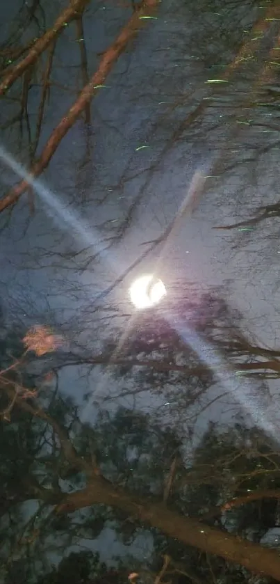 Night forest with moonlight filtering through tree branches.