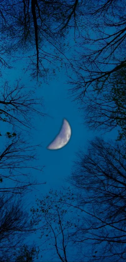 Crescent moon in blue night sky framed by dark tree silhouettes.