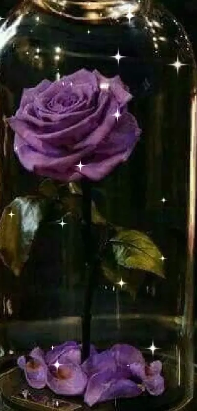 A vivid purple rose encased in a glass dome on a dark background.