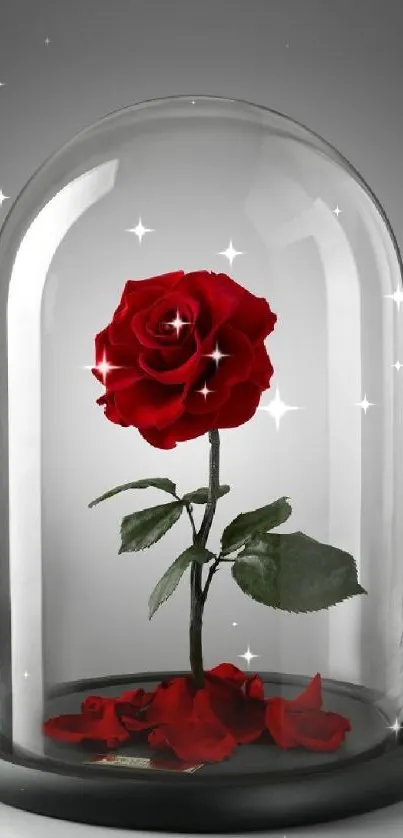 Beautiful red rose in glass dome mobile wallpaper.