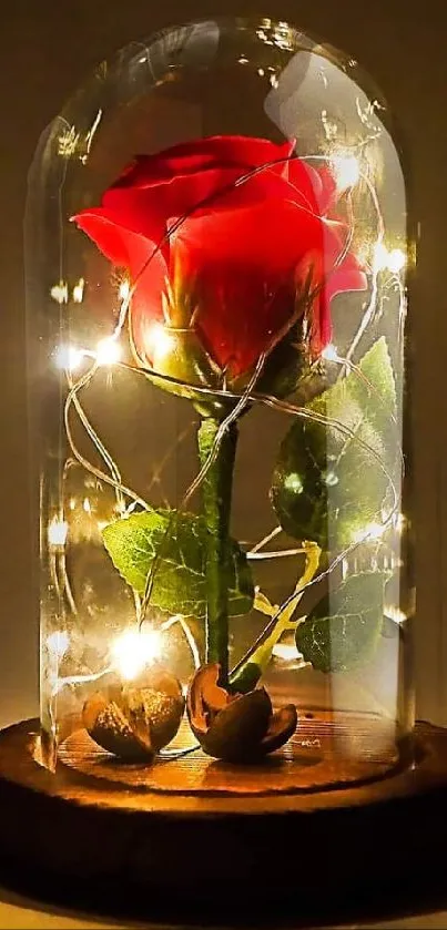 Enchanted rose under glass dome with fairy lights.