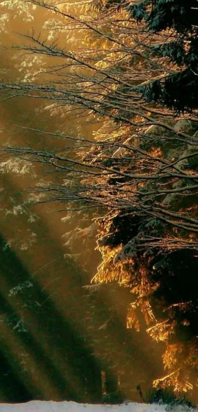 Winter forest with glowing sunlight through snow-covered trees.