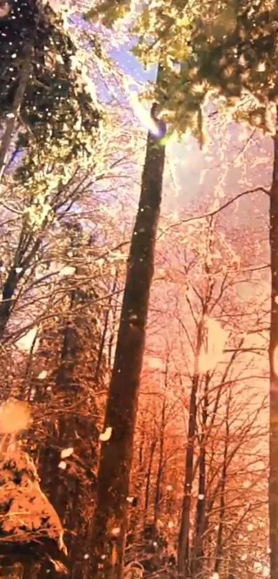 Sunlit winter forest with snow-covered trees glowing in warm sunset hues.