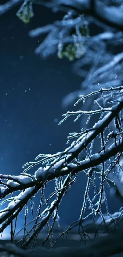 Winter night with snow-laden branches and deep indigo sky.