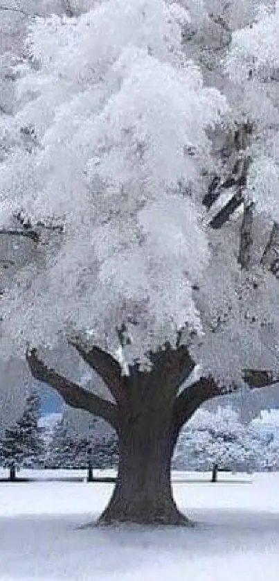 Majestic snow-covered tree in serene winter landscape.