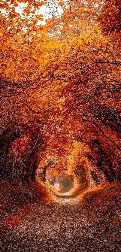 Enchanting autumn forest path with vibrant orange foliage.