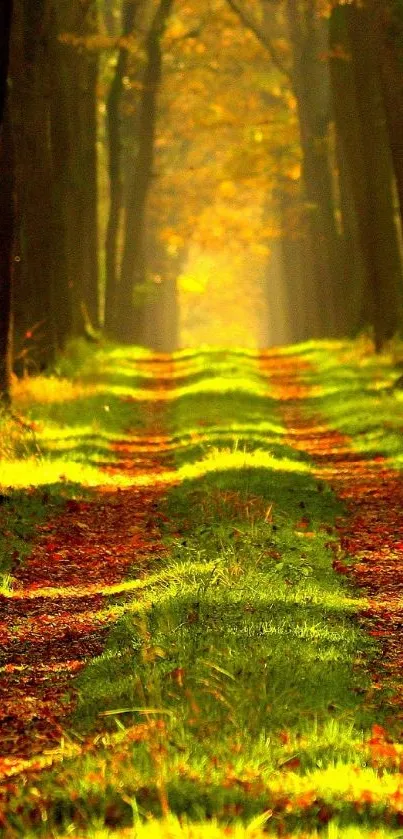 Golden sunlight illuminates a tranquil autumn forest path.